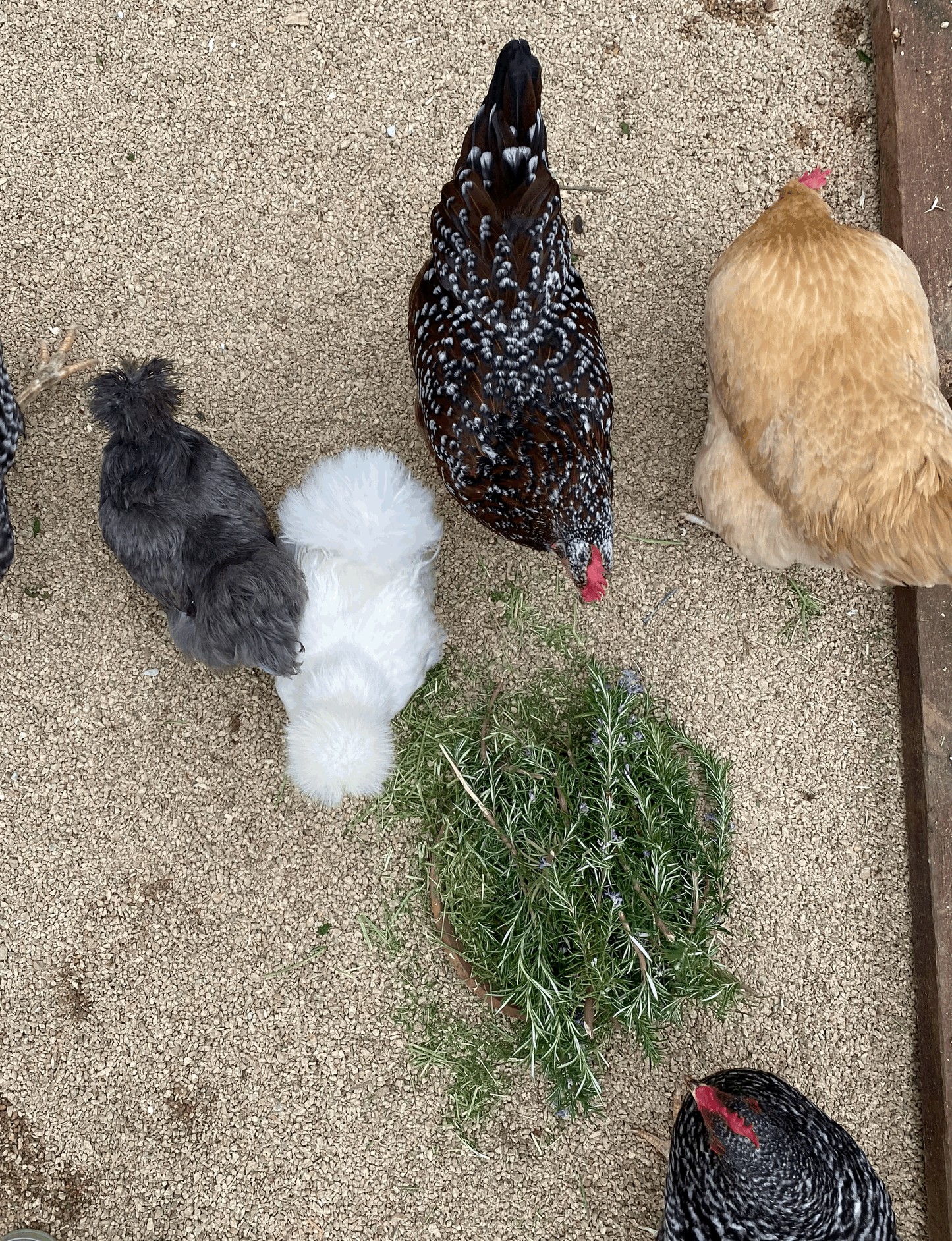 Elevated Eggs
