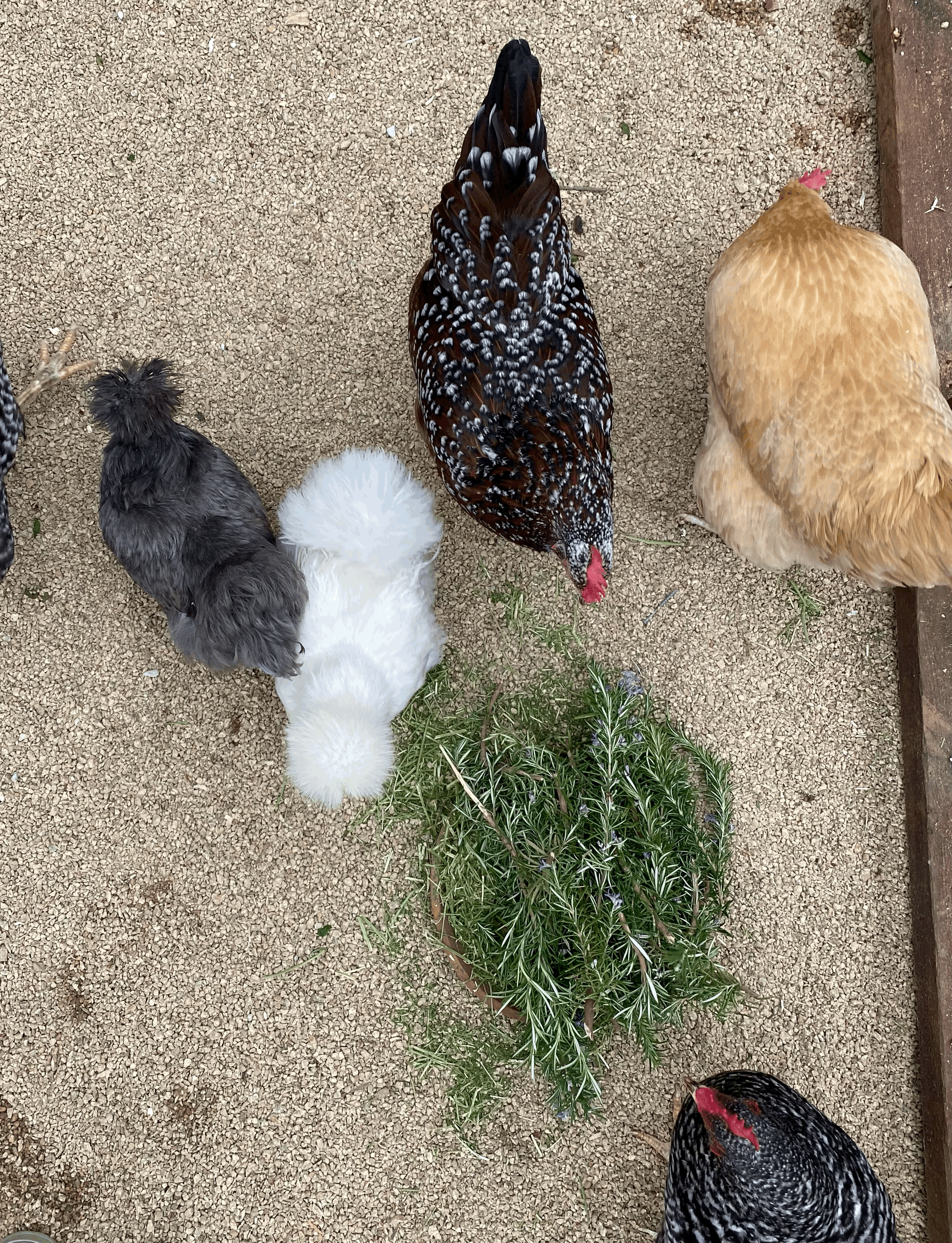 Elevated Eggs